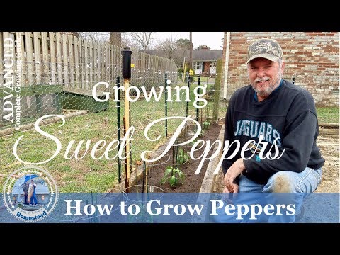 How To Grow Peppers (ADVANCED) Complete  Growing Guide