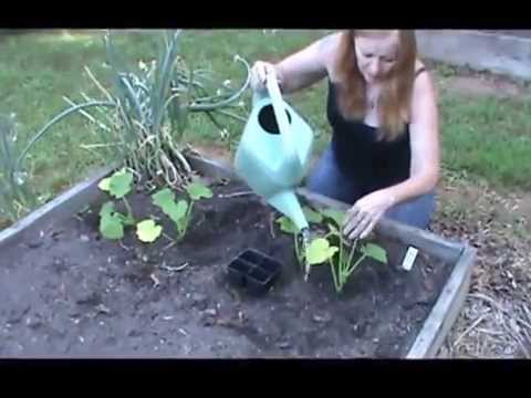 How To Plant Summer Squash
