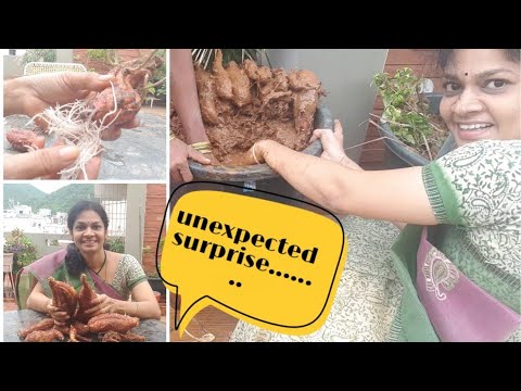 How to grow and harvest  sweet potatoes?????? ????? ?? ??? ????????????#sweetpotatoe harvest#tips