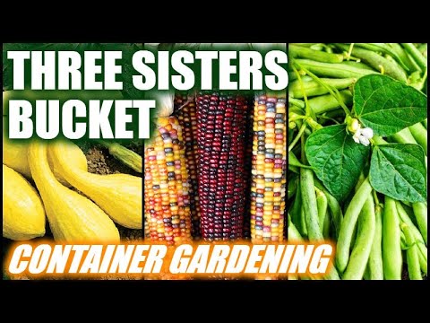 Growing Three Sisters In Buckets | Container Gardening