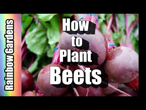 How to Plant Beets  & Growing Tips / Planting in the Square Foot Garden