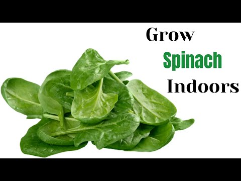 How to Grow Spinach Indoors | The Street DIY