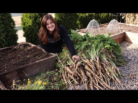 Harvesting Parsnips for the First Time! ?????????// Garden Answer