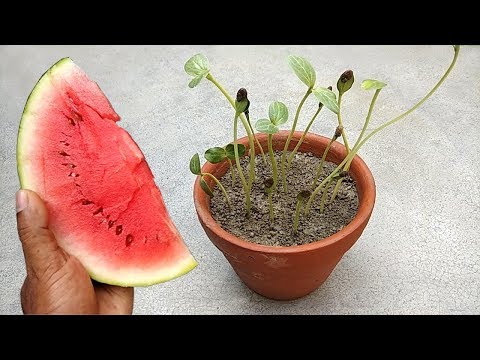 How to grow watermelon easily | Grow in pots