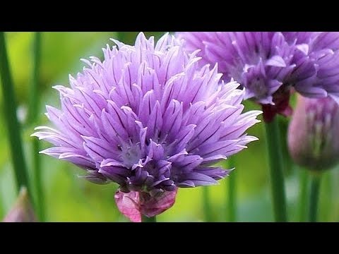 Chives: How to collect seeds from chives flowers