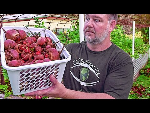 5 TOP TIPS How to Grow a TON of Beetroot