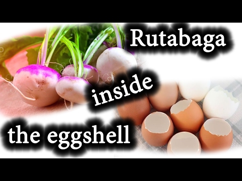 How to Start Seeds for Spring planting. Growing Rutabaga