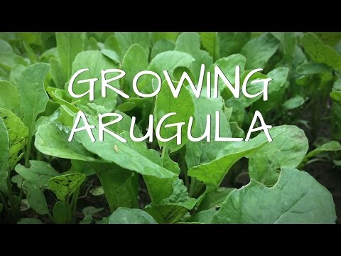 Growing Arugula