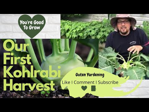 Urban Yardening - Kohlrabi: What it is and how it grows! First Harvest.