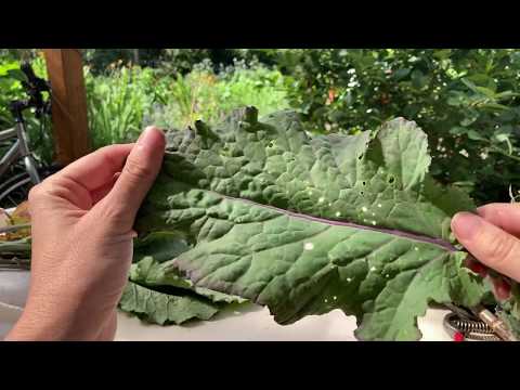 Growing Tree Collards from cuttings: how to root and grow this yummy perennial food