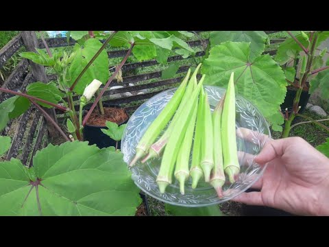 HOW TO GROW OKRA AT HOME IN 52 DAYS