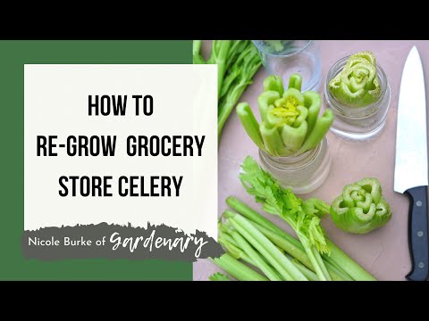 How to Grow Garden Celery from Grocery Store Celery: An Indoor Garden Project