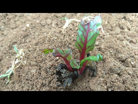 How to grow beetroot at home