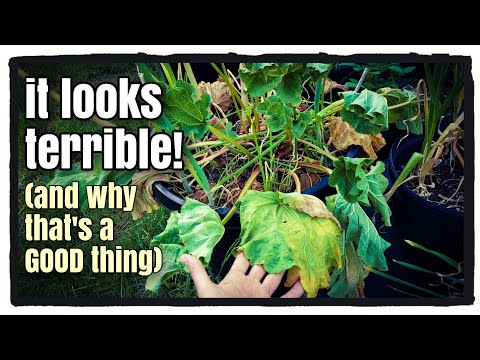 Growing Rhubarb in Containers (Front Yard Container Garden)