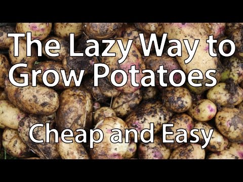 How to Grow Potatoes the Lazy Way (You'll Never Need to Dig Again!)