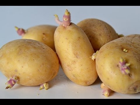Growing potatoes at home is easy