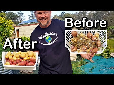 How to Grow Potatoes From Potatoes | That Have Gone Past Use By
