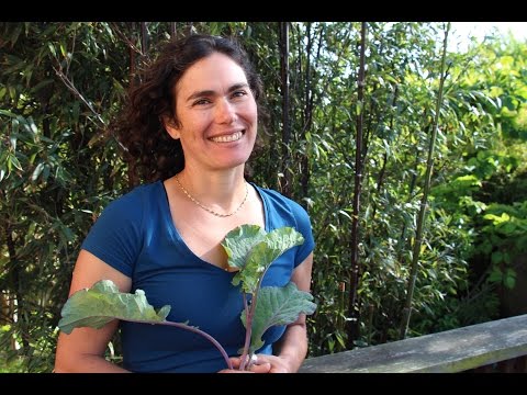 How to Propagate Tree Collards from Cuttings