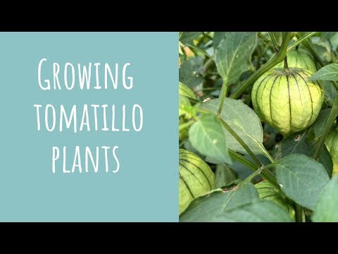 Growing tomatillo plants