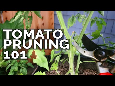 How to Prune Tomatoes for Maximum Yield and Plant Health