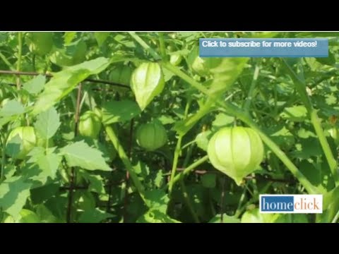 Growing Tomatillos - How to Grow Tomatillos