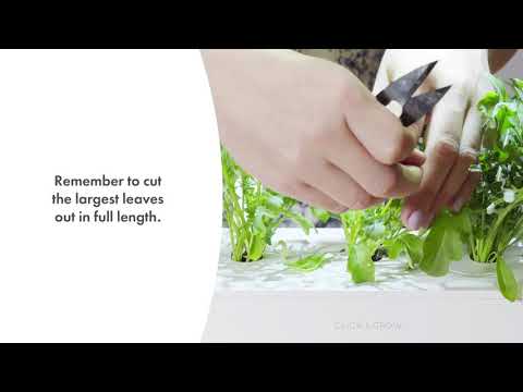 Tips On Harvesting Arugula In Two Ways