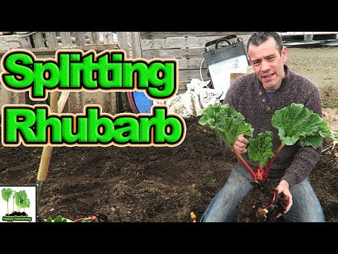 Splitting & Transplanting Rhubarb For A Great Harvest