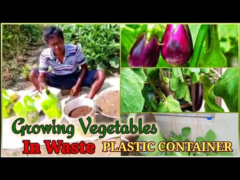 Grow Vegetables in Waste Plastic Containers, the Complete Procedure