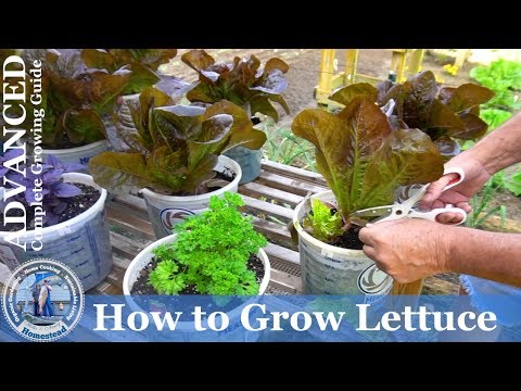 How to Grow Lettuce from seed  (ADVANCED)  Complete Growing Guide
