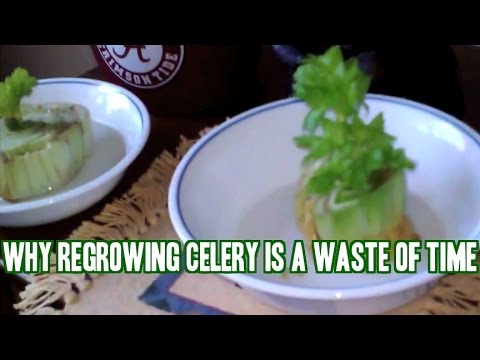 Why Regrowing Celery is a Waste of Time & More Gardening Q&A