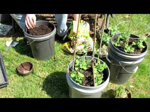 TRG 2012: 1 of 2 How to Plant Peas in 5 Gallon Containers: Spring and Fall