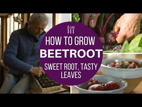 Beetroot: succeed with early sowings & harvest,  same method for autumn/winter roots