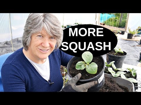 EASY Way To Grow MORE Squash On The Same Plant (2019)