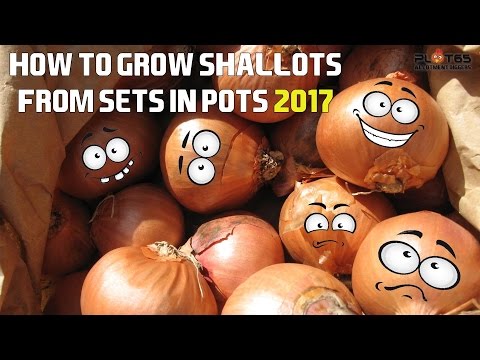 How To Grow Shallots From Sets 2017