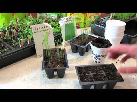 How to Seed Start  Asparagus Indoors - Save a Year by Starting Early! - TRG2016