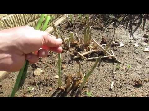 Basic Asparagus Growing Information: It's a Perrenial in Zones 4-9 - The Rusted Garden 2013