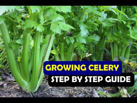 How To Grow Celery From Seed At Home (A Complete Step by Step Guide)