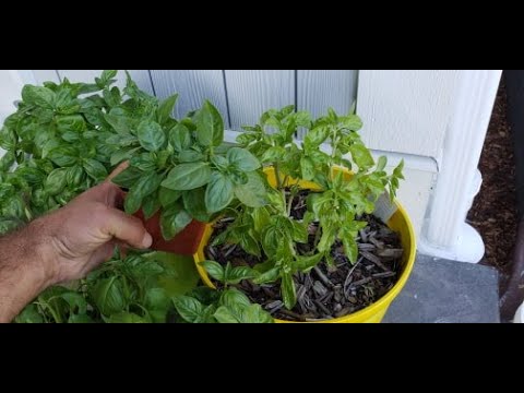 How to Grow Basil Cuttings From Old Plant