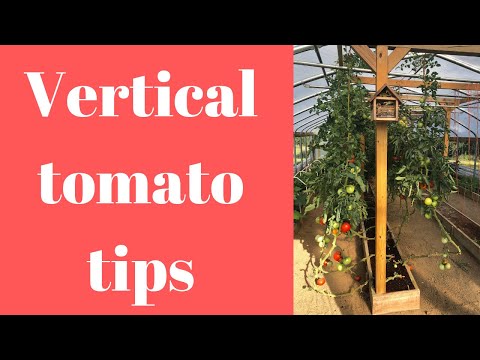 Top 5 tips for growing vertical tomatoes (2019)