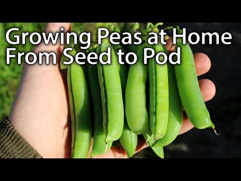 How to Grow AMAZING Peas - From Planting to Harvesting