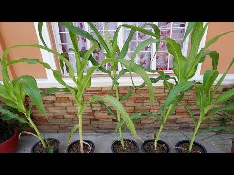How to Grow Sweet Corn Plants at Home from Seeds in Plastic Containers