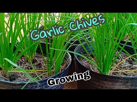 How to grow garlic chives / Growing garlic chives by Ny Sokhom