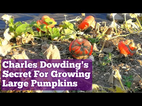 Charles Dowding's Secret Of Growing Large Pumpkins & Winter Squash / No Dig Organic Allotment