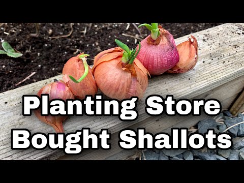 Planting Shallots From The Grocery Store