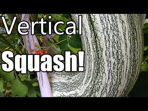 Grow Large Winter Squash Vertically on Trellises! (Butternut, Acorn, Cushaw)