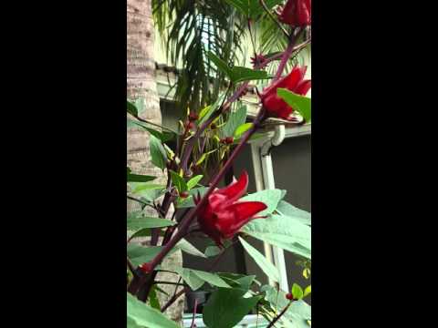 Jamaican Sorrel planted in pots.