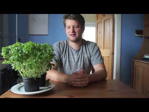 QuickTip: How To Care For Shop-Bought Basil Plants - TheCoolKitchen