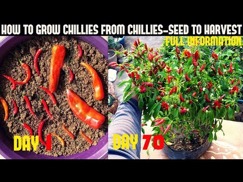 How To Grow Chillies At Home|100+ chillies per plant|Seed To Harvest