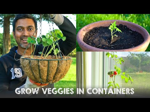 Successfully Grow Tomatoes and Vegetables in Containers or Pots