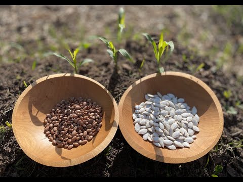 Three Sisters Gardening   Planting Beans and Squash